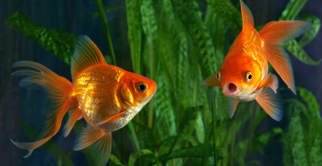 Goldfish in aquatic plants